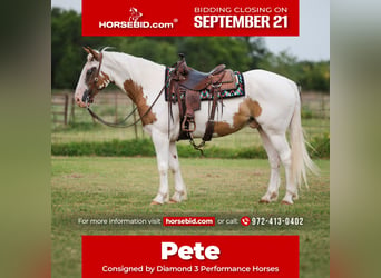 Draft Horse Mix, Gelding, 5 years, 15 hh, Sorrel