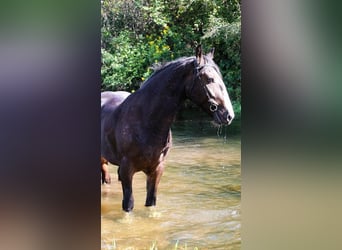 Draft Horse, Gelding, 5 years, 15,2 hh, Bay