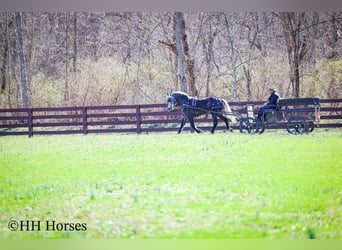 Draft Horse Mix, Gelding, 5 years, 15,2 hh, Grey