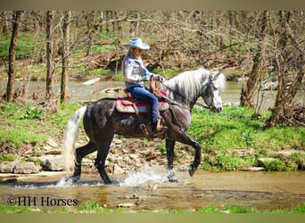 Draft Horse Mix, Gelding, 5 years, 15,2 hh, Grey