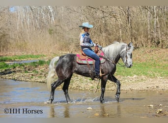 Draft Horse Mix, Gelding, 5 years, 15,2 hh, Grey