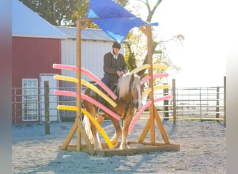 Draft Horse Mix, Gelding, 5 years, 15,2 hh, Palomino