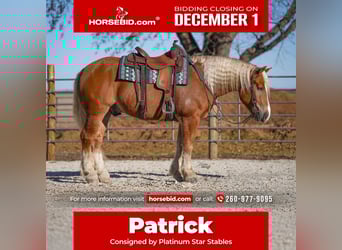 Draft Horse Mix, Gelding, 5 years, 15,2 hh, Palomino