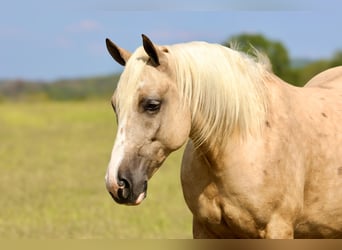 Draft Horse Mix, Gelding, 5 years, 15,2 hh, Palomino