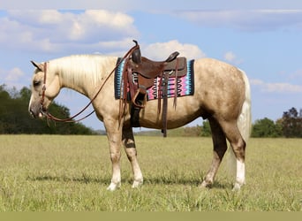 Draft Horse Mix, Gelding, 5 years, 15,2 hh, Palomino