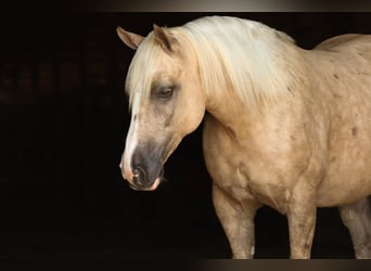 Draft Horse Mix, Gelding, 5 years, 15,2 hh, Palomino