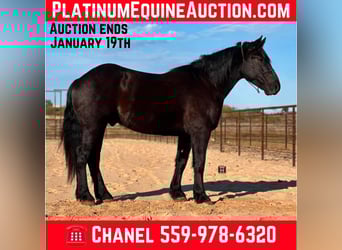 Draft Horse, Gelding, 5 years, 15,3 hh, Black