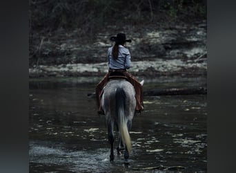 Draft Horse Mix, Gelding, 5 years, 15,3 hh, Grey