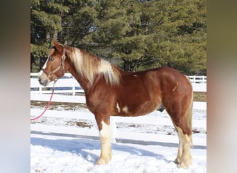 Draft Horse Mix, Gelding, 5 years, 15,3 hh, Pinto