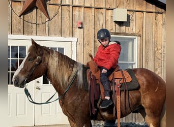 Draft Horse Mix, Gelding, 5 years, 15,3 hh, Pinto