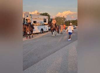 Draft Horse Mix, Gelding, 5 years, 15,3 hh, Pinto