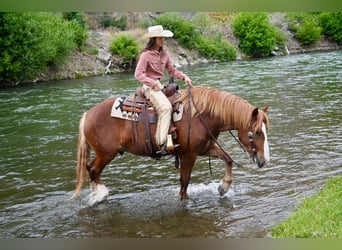 Draft Horse Mix, Gelding, 5 years, 15,3 hh, Sorrel