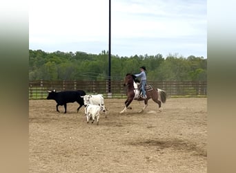 Draft Horse Mix, Gelding, 5 years, 16.1 hh, Bay