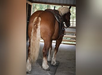 Draft Horse, Gelding, 5 years, 16.1 hh, Chestnut