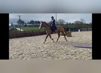 Draft Horse, Gelding, 5 years, 16.1 hh, Chestnut