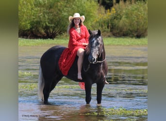 Arbeitspferd Mix, Wallach, 5 Jahre, 16,1 hh, Schimmel