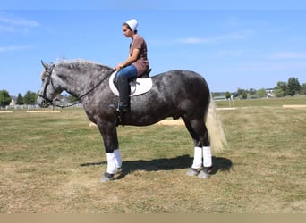 Draft Horse Mix, Gelding, 5 years, 16.1 hh, Grey