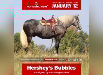 Draft Horse Mix, Gelding, 5 years, 16.1 hh, Grey