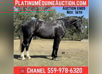 Draft Horse, Gelding, 5 years, 16.1 hh, Grey