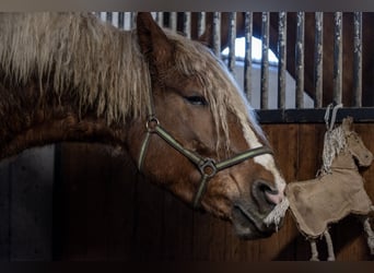 Draft Horse, Gelding, 5 years, 16.1 hh