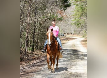 Draft Horse Mix, Gelding, 5 years, 16.1 hh, Sorrel