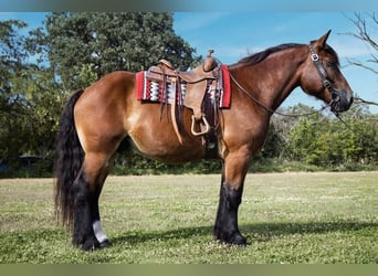 Draft Horse Mix, Gelding, 5 years, 16.2 hh, Bay