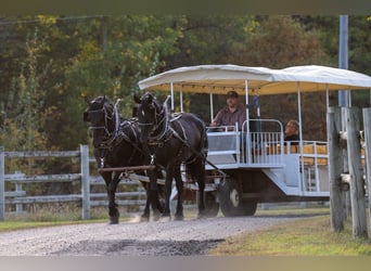 Draft Horse Mix, Gelding, 5 years, 16.2 hh, Black