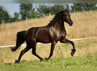 Draft Horse, Gelding, 5 years, 16.2 hh, Black