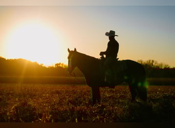 Draft Horse Mix, Gelding, 5 years, 16.2 hh, Black