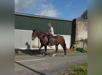 Draft Horse, Gelding, 5 years, 16.2 hh, Brown