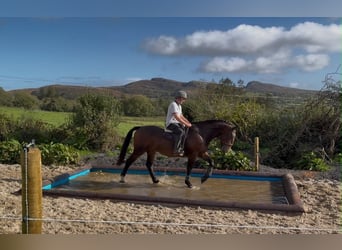 Draft Horse, Gelding, 5 years, 16.2 hh, Brown