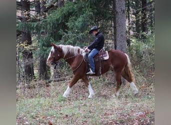 Draft Horse Mix, Gelding, 5 years, 16.2 hh, Chestnut