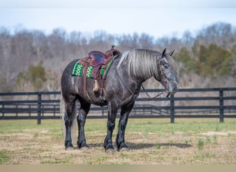 Draft Horse, Gelding, 5 years, 16.2 hh, Grey