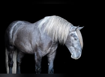Draft Horse, Gelding, 5 years, 16.2 hh, Grey
