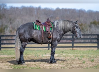 Draft Horse, Gelding, 5 years, 16.2 hh, Grey