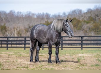 Draft Horse, Gelding, 5 years, 16.2 hh, Grey