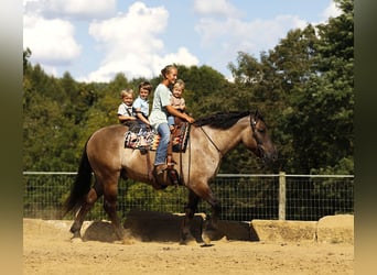 Draft Horse Mix, Gelding, 5 years, 16.2 hh, Grullo