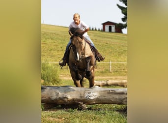 Draft Horse Mix, Gelding, 5 years, 16.2 hh, Grullo