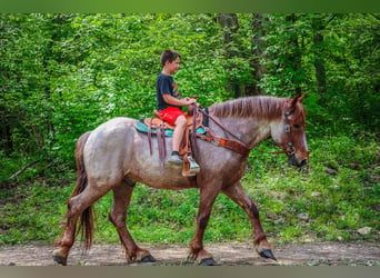 Draft Horse, Gelding, 5 years, 16.2 hh, Roan-Red