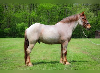 Draft Horse, Gelding, 5 years, 16.2 hh, Roan-Red