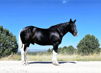 Draft Horse Mix, Gelding, 5 years, 16,2 hh