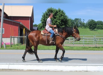 Draft Horse Mix, Gelding, 5 years, 16 hh, Bay