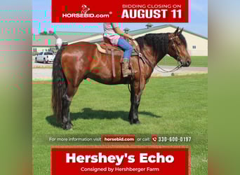Draft Horse Mix, Gelding, 5 years, 16 hh, Bay