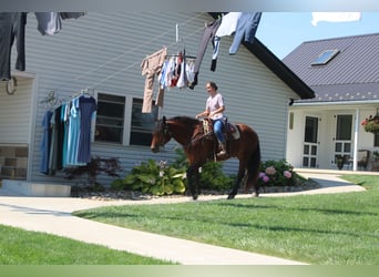 Draft Horse Mix, Gelding, 5 years, 16 hh, Bay