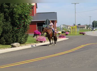 Draft Horse Mix, Gelding, 5 years, 16 hh, Bay