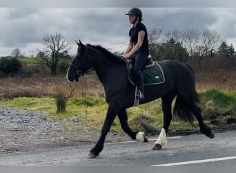 Draft Horse, Gelding, 5 years, 16 hh, Black
