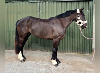 Draft Horse, Gelding, 5 years, 16 hh, Black