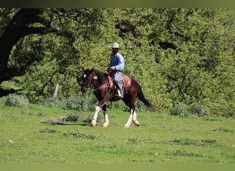 Draft Horse, Gelding, 5 years, 16 hh, Black