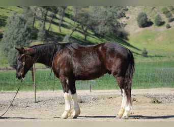 Draft Horse, Gelding, 5 years, 16 hh, Black