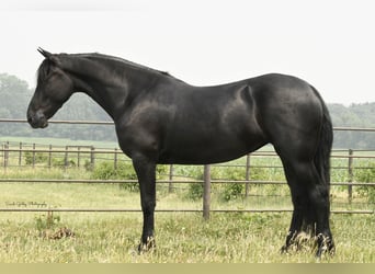 Draft Horse, Gelding, 5 years, 16 hh, Black